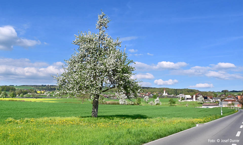 blühender Birnbaum