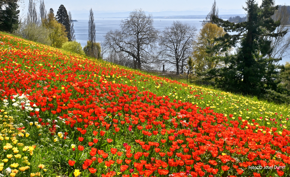 Tulpenfeld Insel Mainau Tulpen auf Insel Mainau